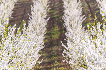 Blossoming cherry orchard in spring time