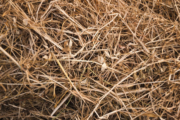 Straw grass