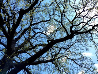 Eiche im Fr&uuml;hling