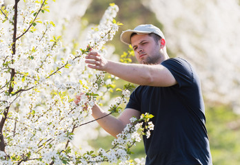 Farmer analyzes flower cherry orchard with blossoming trees in spring