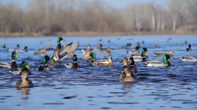 Group of mallard ducks swimming in water, duck flock floating on the river