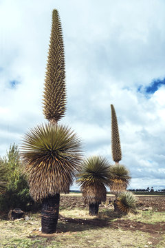 Tall mountain plant