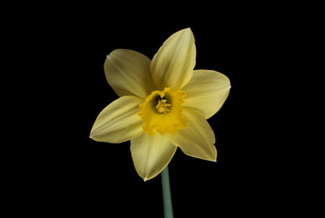 Fototapeta premium すいせん