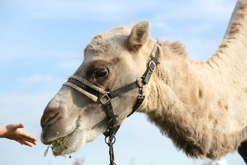 A child is feeding a camel