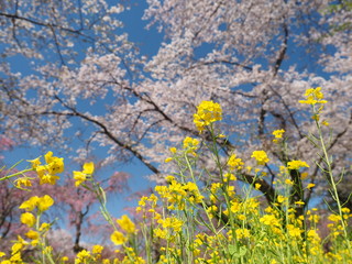 菜の花と桜