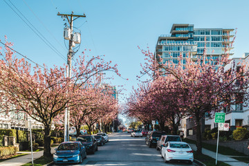 Residential Streets of Vancouver, BC, Canada - 145912107