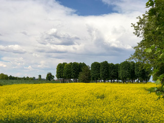 the colors of springtime, yellow field flowers and green trees