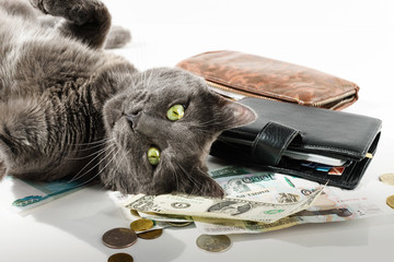 Gray cat playfully looks into the camera while laying money bills on a white background.