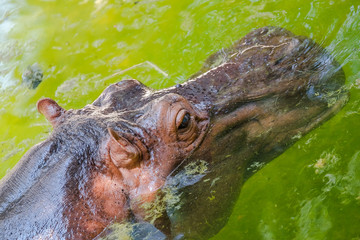 Hippopotamus stand on water for relax in summer