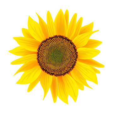 Sunflower flower or Helianthus isolated on white background