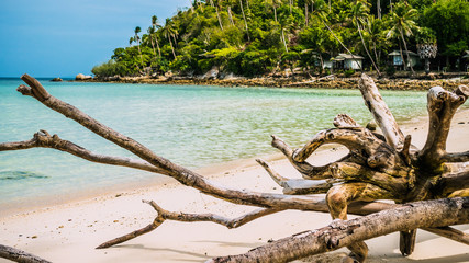 Dry root on Haad Salad Beach on Koh Phangan Island in Gulf of Thailand, Thailand