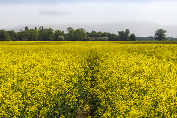 Obraz premium Rapeseed