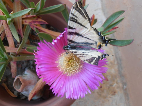 La farfalla