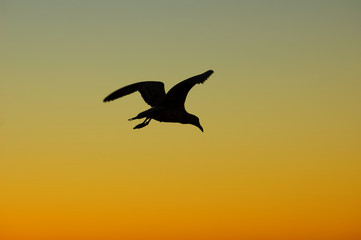Flying Gull on a Sunset