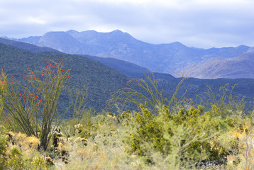 Blooming Ocotillo and Cacti in Anza Borrego Desert, California