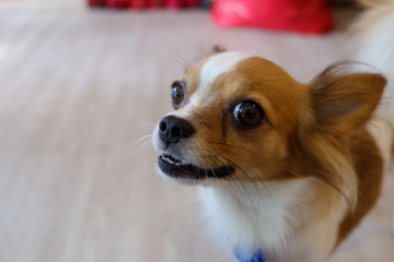 Thailand Dog Looking a Hope - (Selective focus)