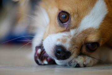 Close up dog chewing rawhide bone.(Selective focus)