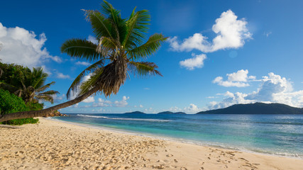 Obraz na płótnie Canvas Palme über Strand an der Anse fourmis, La Digue, Seychellen