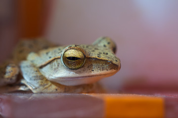 Golden Tree Frog or Yellow Frog  in Thailand - Close up - Macro - (Selective focus)