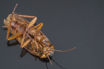 Close up dead cockroach on ground.(Selective focus)