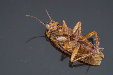 Close up dead cockroach on ground.(Selective focus)