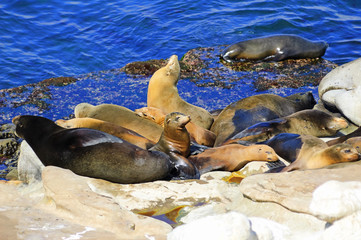 Obraz premium California Sea Lions Lie on the Pacific Ocean Coast