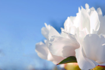 Fototapeta na wymiar Close up white peony petals on the sky background