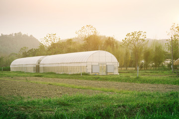  Plant nursery of organic vegetable surrounded