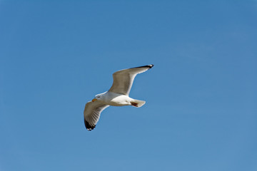 Mouette...