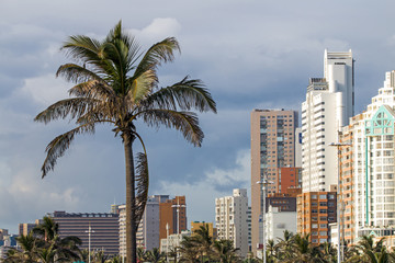 Fototapeta na wymiar Palm Trees Against Overcast City Skyline in Durban