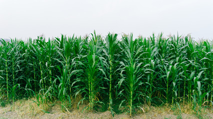 Fototapeta na wymiar Corn green fields landscape outdoors background cornfields
