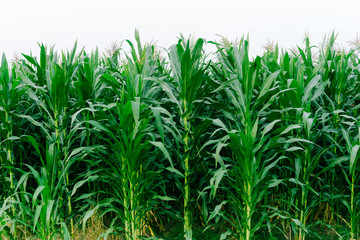 Corn green fields landscape outdoors background cornfields