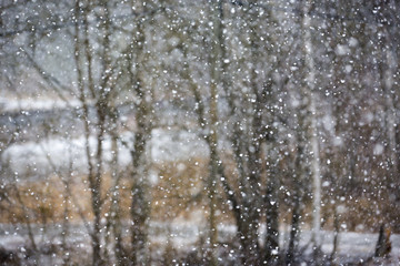 Fototapeta na wymiar Heavy snow storm on a spring day. Snow blizzard. Forest out of focus in the background.