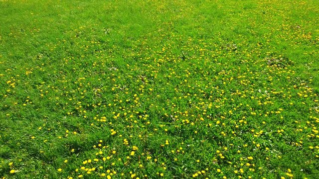 Flug &uuml;ber eine Blumenwiese