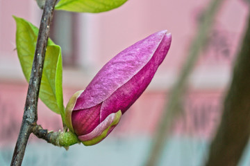 Closeup of a pink magnolia flower bud