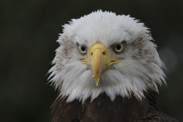Fototapeta premium Close up of Bald Eagle with a piercing stare straight to camera