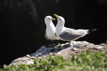 Two gulls share a yarn in the morning coastal sunshine