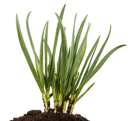 Green arrows of garlic in the soil