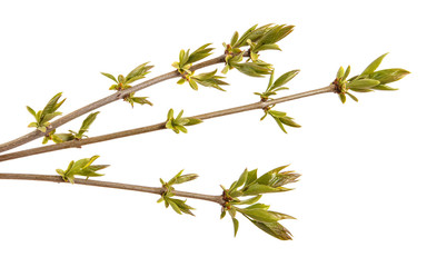 Young shoots of a lilac bush. Isolated on white background