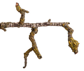 Dry fungal branch. Isolated on white background