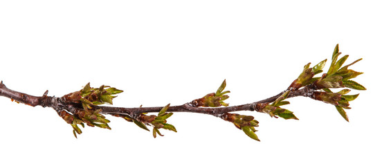 Branch of a cherry tree with young unblown kidneys. Isolated on white background