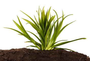A young bush of the daylily in the soil. Over white background