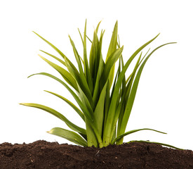 A young bush of the daylily in the soil. Over white background