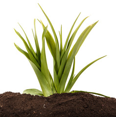 A young bush of the daylily in the soil. Over white background