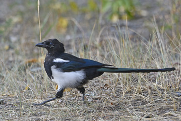 Magpie on the ground looking for food in brown grass