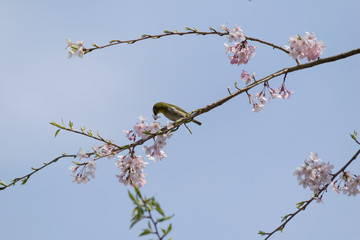 シダレザクラの蜜を吸うかわいいメジロ