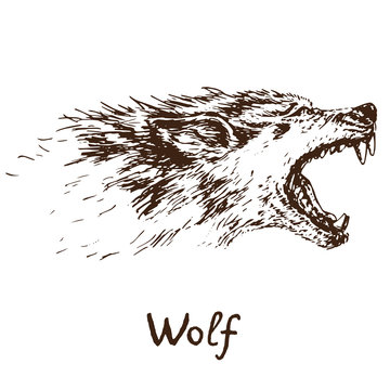 Gray Wolf (timber wolf or western wolf) howling face, open mouth with sharp canines, hand drawn doodle, sketch in pop art style, vector illustration