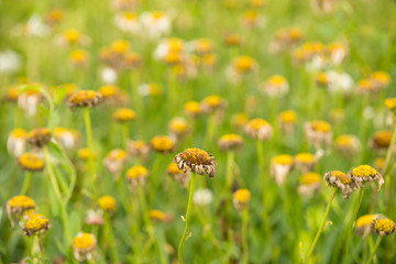 Chamomile flowers are faded