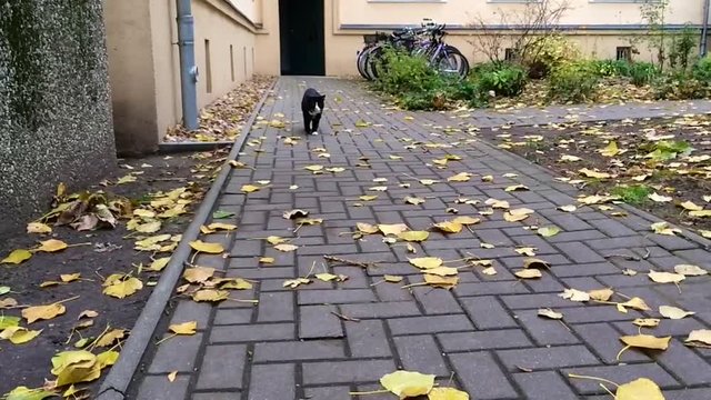 Schwarze Katze l&auml;uft langsam in Zeitlupe auf Kamera zu und guckt in diese hinein