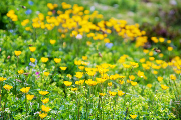 Fototapeta premium Flowers on alpine meadows Caucasus
